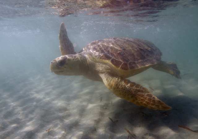 Найнебезпечнішим місцем для морських черепах виявився один із океанів