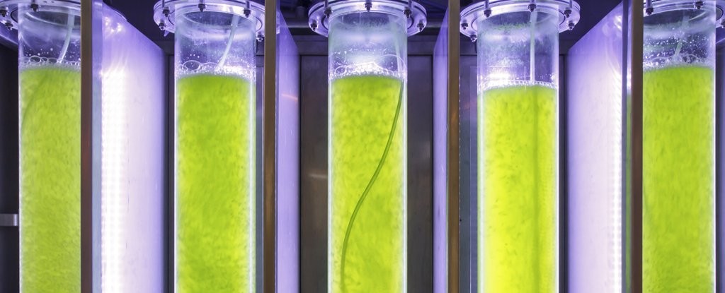 Генномодифицированные водоросли удваивают производство биотоплива