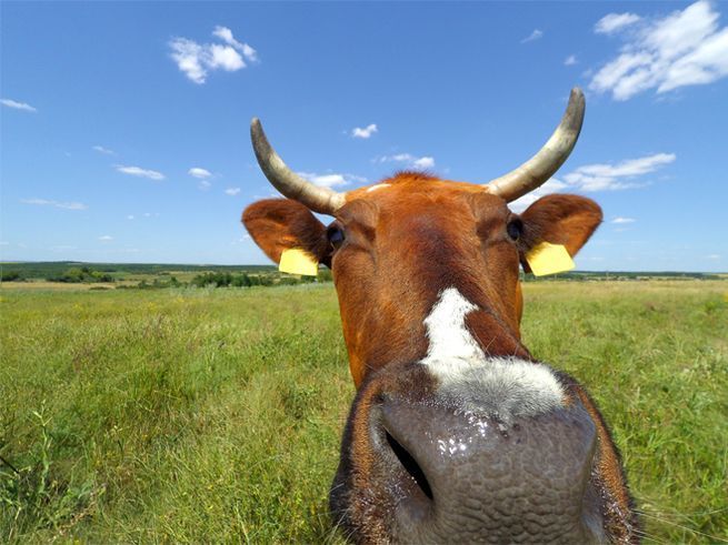 Коровий навоз – одна из основных причин глобального потепления