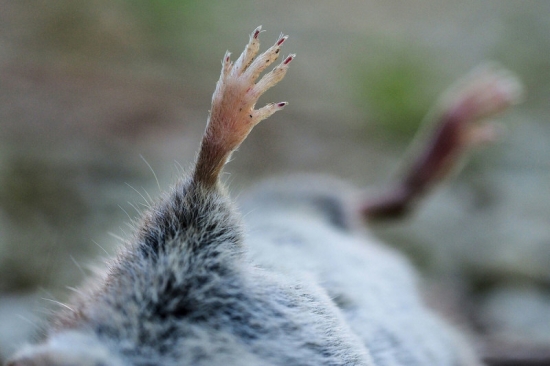Нова Зеландія планує знищити всіх щурів в рамках програми з ліквідації прибульців