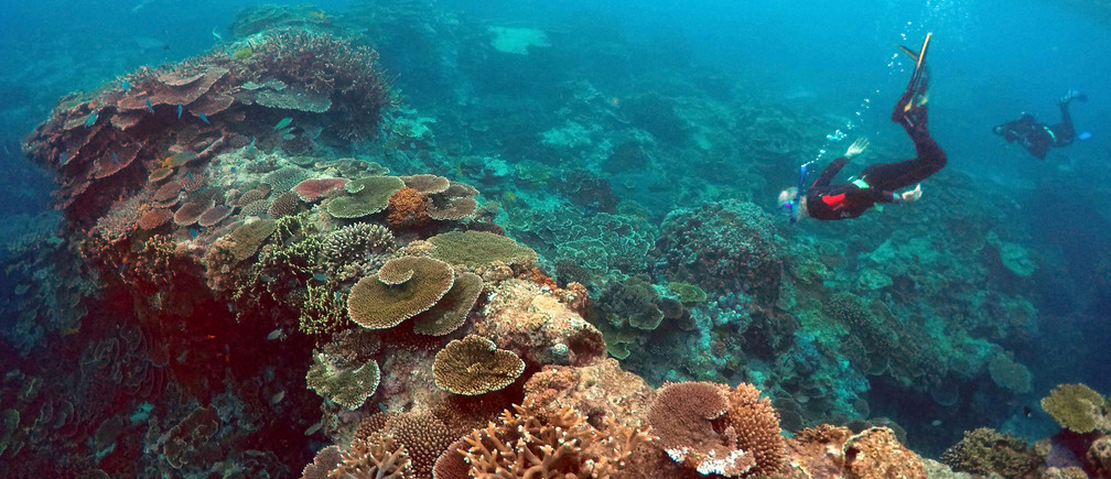 A new way of protecting coral reefs