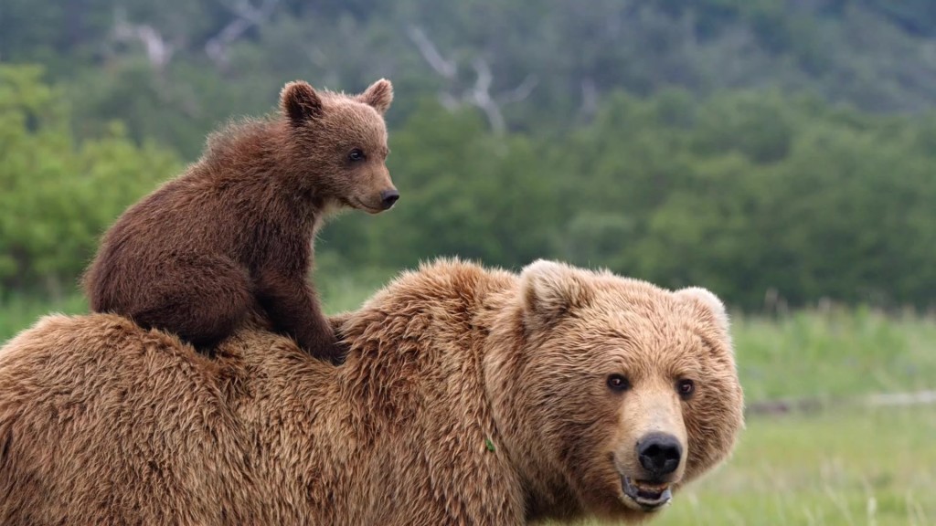 Толерантные медведи — гордость Камчатки