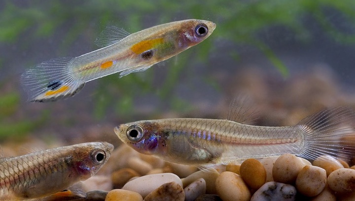 Биологи запугали рыбок, чтобы доказать, что у тех есть характер