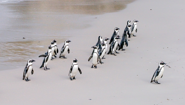 Вместе эффективнее: биологи впервые описали стратегию коллективной охоты пингвинов