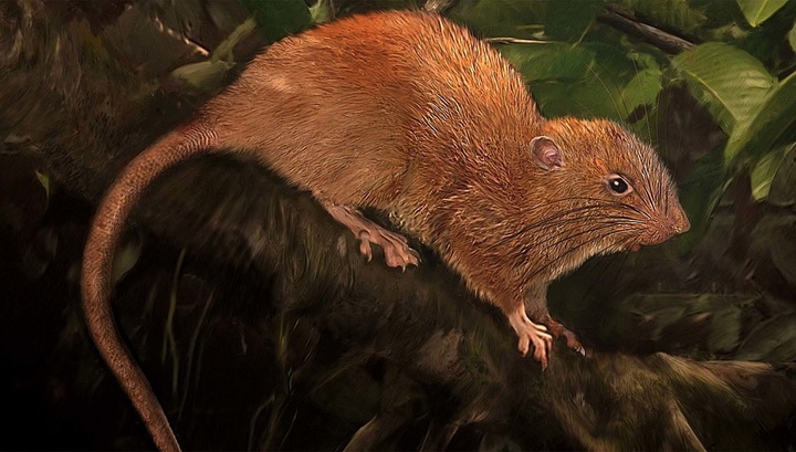 Мифы о гигантских крысах Соломоновых островов оказались правдой